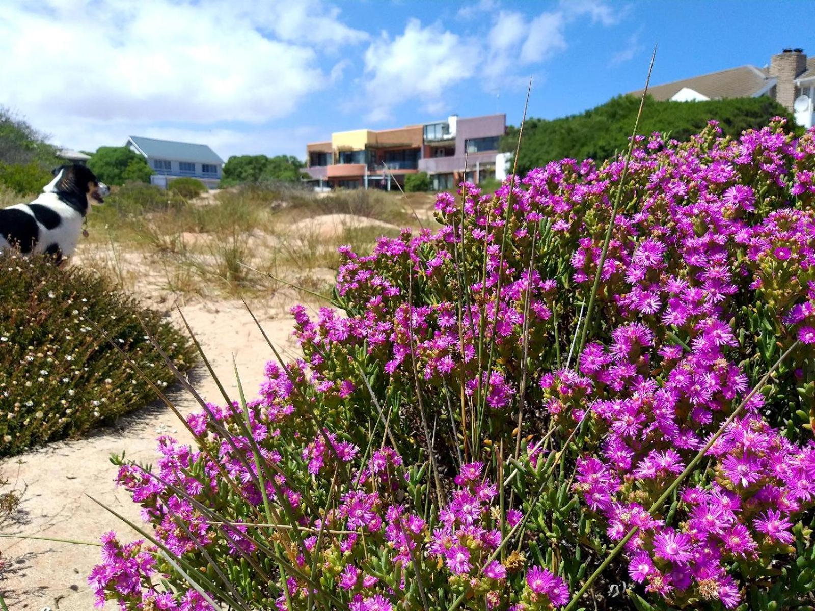 Stompneusbaai Absolute Beach Accommodation מראה חיצוני תמונה